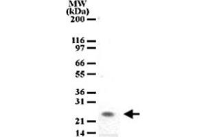 Western blot analysis of PGLYRP1 in tissue lysates from mouse spleen using PGLYRP1 monoclonal antibody, clone 188C424  at a dilution of 2 ug/mL . (PGLYRP1 anticorps  (AA 165-180))