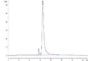 The purity of Canine TEM1 is greater than 95 % as determined by SEC-HPLC.