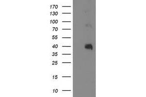 Image no. 2 for anti-Paraoxonase 1 (PON1) antibody (ABIN1500346) (PON1 anticorps)