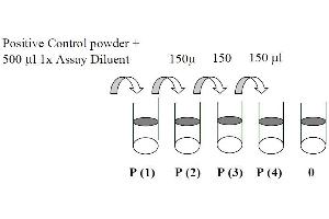 This picture shows the preparation of the positive control. (AKT1 Kit ELISA)