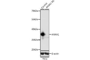Western blot analysis of extracts from normal (control) and ANXA1 knockout (KO) HeLa cells using ANXA1 Polyclonal Antibody at dilution of 1:1000. (Annexin a1 anticorps)