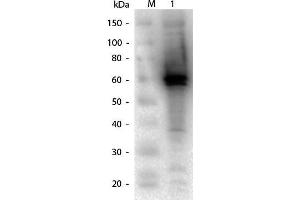 Western Blot of DYKDDDDK (FLAG®) Positive Control Lysate. (DYKDDDDK Positive Control Lysate)