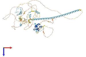 AlphaFold protein structure predicition of Mouse Recombinant Chaf1a Protein, UniprotID Q9QWF0