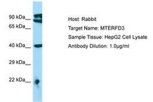 Image no. 1 for anti-MTERF Domain Containing 3 (MTERFD3) (AA 110-159) antibody (ABIN6750118)