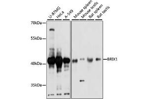 Western blot analysis of extracts of various cell lines, using BRIX1 antibody (ABIN7265951) at 1:1000 dilution. (BRIX1 anticorps  (AA 1-353))