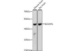 Western blot analysis of extracts of various cell lines, using SLC14 antibody (5991) at 1:1000 dilution. (SLC14A1 anticorps  (C-Term))