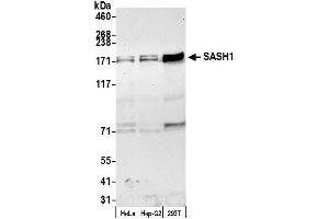 anti-SAM and SH3 Domain Containing 1 (SASH1) (AA 100-150) antibody
