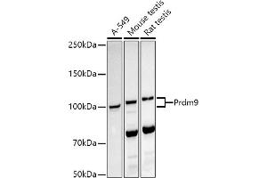 Western blot analysis of extracts of various cell lines, using Prdm9 antibody (ABIN7269500) at 1:1000 dilution. (PRDM9 anticorps)