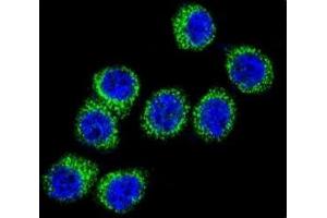 Confocal immunofluorescent analysis of FASN antibody with HeLa cells followed by Alexa Fluor 488-conjugated goat anti-rabbit lgG (green).