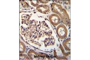 ENPEP Antibody (C-term) (ABIN656026 and ABIN2845400) immunohistochemistry analysis in formalin fixed and paraffin embedded human kidney tissue followed by peroxidase conjugation of the secondary antibody and DAB staining. (ENPEP anticorps  (C-Term))