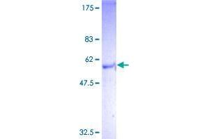 Image no. 1 for G Protein-Coupled Bile Acid Receptor 1 (GPBAR1) (AA 1-330) protein (GST tag) (ABIN1355520)