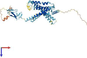 AlphaFold protein structure predicition of Mouse Recombinant Crhr2 Protein, UniprotID Q60748