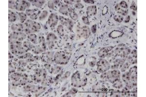 Image no. 1 for anti-Polyamine Modulated Factor 1 Binding Protein 1 (PMFBP1) (AA 99-198) antibody (ABIN599596) (PMFBP1 anticorps  (AA 99-198))