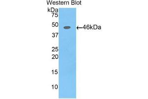 Detection of Recombinant AFP,Pig using Polyclonal Antibody to Alpha-Fetoprotein (AFP) (alpha Fetoprotein anticorps  (AA 46-210))