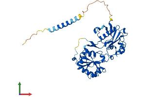 AlphaFold protein structure predicition of Human Recombinant FUT3 Protein, UniprotID P21217