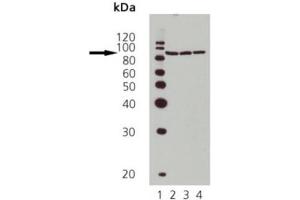 WB Image for AP22893PU-N Lane 1: MWM Lane 2: HeLa heat shocked Lane 3: L-929 heat shocked Lane 4: Rat-2 heat shocked