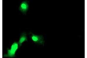 Anti-EXOSC7 mouse monoclonal antibody (ABIN2455505) immunofluorescent staining of COS7 cells transiently transfected by pCMV6-ENTRY EXOSC7 (RC201419). (EXOSC7 anticorps)