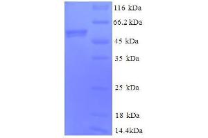 Cytochrome C1 (CYC1) (AA 85-325), (full length) protein (GST tag)