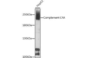 Western blot analysis of extracts of HepG2 cells, using Complement C4A antibody (ABIN7266482) at 1:1000 dilution. (C4A anticorps  (AA 1200-1446))