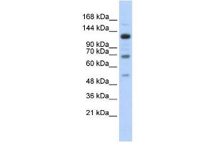 Western Blotting (WB) image for anti-Regulatory Factor X, 1 (Influences HLA Class II Expression) (RFX1) antibody (ABIN2458302) (RFX1 anticorps)