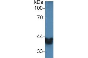 Detection of ADH1 in Mouse Small intestine lysate using Polyclonal Antibody to Alcohol Dehydrogenase 1 (ADH1)