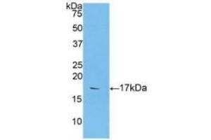 WB of Protein Standard: different control antibodies against Highly purified E. (Caspase 9 Kit ELISA)
