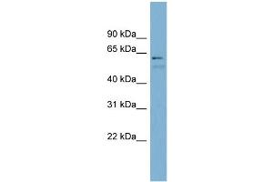 WB Suggested Anti-NR6A1 Antibody Titration:  0.