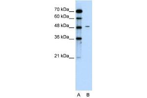 Chromogranin A antibody used at 0. (Chromogranin A anticorps)