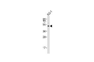 Anti-HTR1F Antibody (Center) at 1:4000 dilution + KG-1 whole cell lysates Lysates/proteins at 20 μg per lane. (HTR1F anticorps  (AA 213-248))