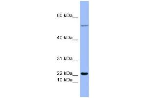 WB Suggested Anti-GCG Antibody Titration:  0. (Glucagon anticorps  (Middle Region))