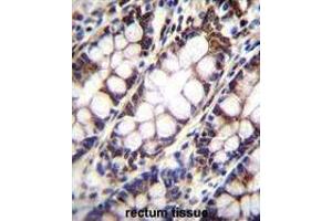UQCRFS1 Antibody (C-term) immunohistochemistry analysis in formalin fixed and paraffin embedded human rectum tissue followed by peroxidase conjugation of the secondary antibody and DAB staining. (UQCRFS1 (Complex III Subunit Rieske) (AA 188-217), (C-Term) anticorps)