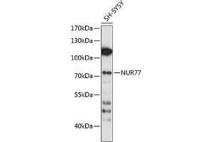Western blot analysis of extracts of SH-SY5Y cells, using NUR77 antibody (ABIN6132394, ABIN6144824, ABIN6144827 and ABIN6214004) at 1:1000 dilution. (NR4A1 anticorps  (AA 1-170))