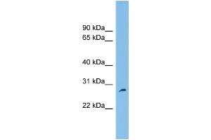 WB Suggested Anti-FAM109A Antibody Titration: 0. (FAM109A anticorps  (N-Term))