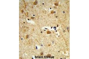 Immunohistochemistry (IHC) image for anti-Dolichol Kinase (DOLK) antibody (ABIN3003934)