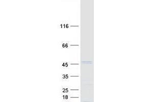 Validation with Western Blot