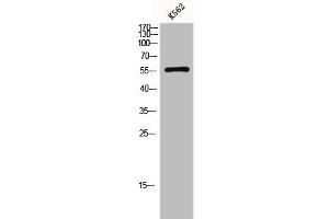 Western Blot analysis of K562 cells using Glut1 Polyclonal Antibody