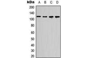 Western blot analysis of p107 expression in HEK293T (A), COLO205 (B), Raw264. (p107 anticorps  (Center))