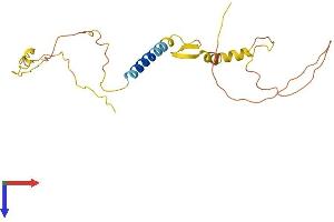 AlphaFold protein structure predicition of Human Recombinant CALY Protein, UniprotID Q9NYX4