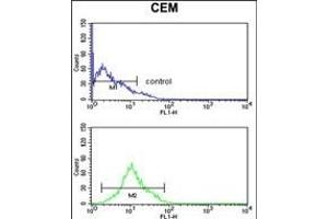 KCNJ11 Antibody (N-term) (ABIN653157 and ABIN2842725) flow cytometry analysis of CEM cells (bottom histogram) compared to a negative control cell (top histogram). (KCNJ11 anticorps  (N-Term))