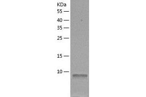Western Blotting (WB) image for Enhancer of Rudimentary Homolog (ERH) (AA 1-104) protein (His-IF2DI Tag) (ABIN7122783)