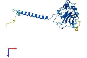 AlphaFold protein structure predicition of Human Recombinant ATP1B1 Protein, UniprotID P05026