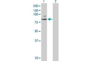 Western Blot analysis of SCNN1G expression in transfected 293T cell line by SCNN1G MaxPab polyclonal antibody.