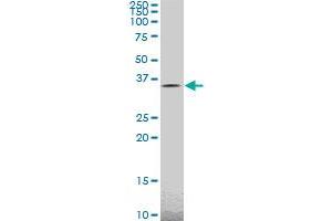 TAZ monoclonal antibody (M14), clone 2B3. (TAZ anticorps  (AA 1-262))
