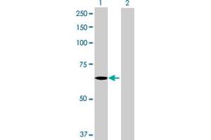 Western Blot analysis of C3orf17 expression in transfected 293T cell line by C3orf17 MaxPab polyclonal antibody. (C3orf17 anticorps  (AA 1-567))