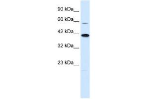 KCNK13 antibody used at 0. (KCNK13 anticorps  (C-Term))