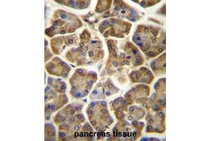 CCDC90B Antibody (Center) immunohistochemistry analysis in formalin fixed and paraffin embedded human pancreas tissue followed by peroxidase conjugation of the secondary antibody and DAB staining. (CCDC90B anticorps  (Middle Region))