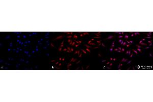 Immunocytochemistry/Immunofluorescence analysis using Rabbit Anti-GRP78 Polyclonal Antibody .
