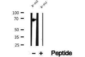 Western blot analysis of extracts of K-562 cells, using ATP6V1A antibody.