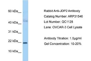 WB Suggested Anti-JDP2 Antibody   Titration: 1.