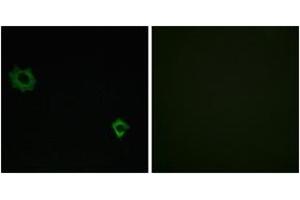 Immunofluorescence analysis of HuvEc cells, using RPL34 Antibody. (RPL34 anticorps  (AA 41-90))